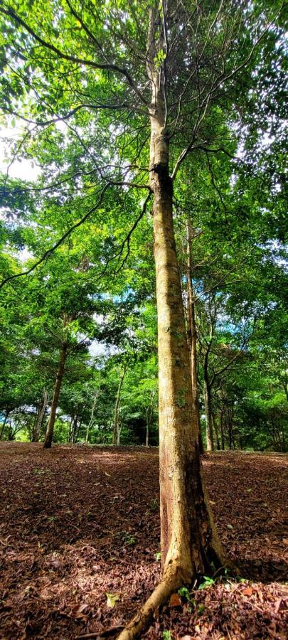 Hospedaje Finca Agroturistica Dona Rufa Rio Sereno Exterior foto